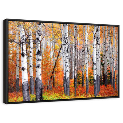 Forêt de trembles de Banff