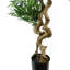Anlin 160cm Faux Ruscus Tree in Pot