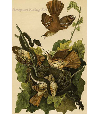 Oiseaux moqueux ferruginous-impression d’art graphique