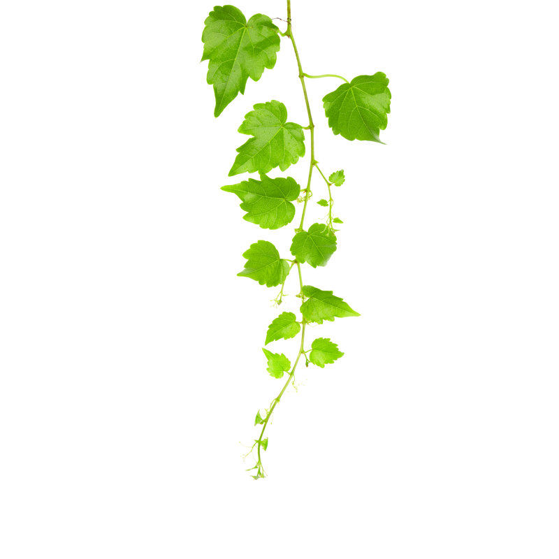 Ivy Vine by Feellife - No Frame Print on Canvas, 76cm H x 51cm W