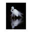 « watching white oiseau », reproduction de photo sur toile tendue-30314334