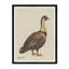Standing Goose Print