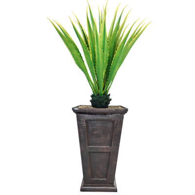 Agave en pot Panama