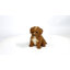 Bébé Cavapoo-67579693