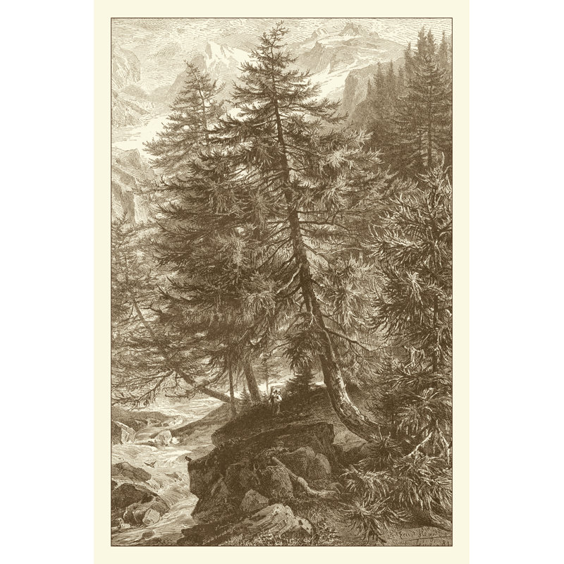 Sepia Larch Tree - Wrapped Canvas Print, 46cm H x 30cm W