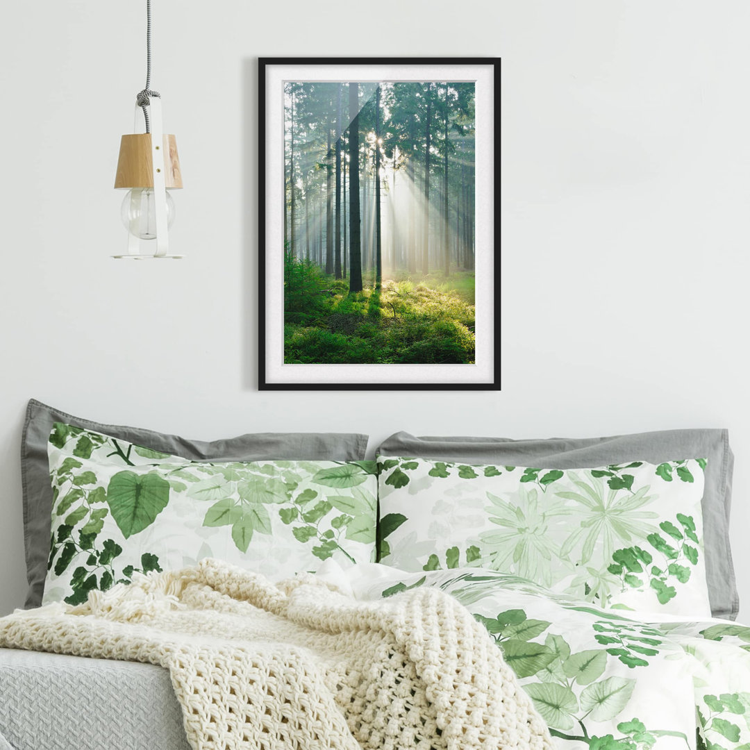 Gerahmtes Poster Beleuchteter Wald