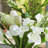 Natural Fibres Tulips Arrangement in Vase