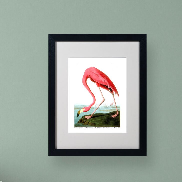 John James Audubon (American Flamingo) Art Print