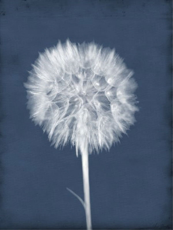 «Puffy Seed I» par Chris Dunker - Peinture, L 30 po x H 40 po x P 1,5 po, Extérieur