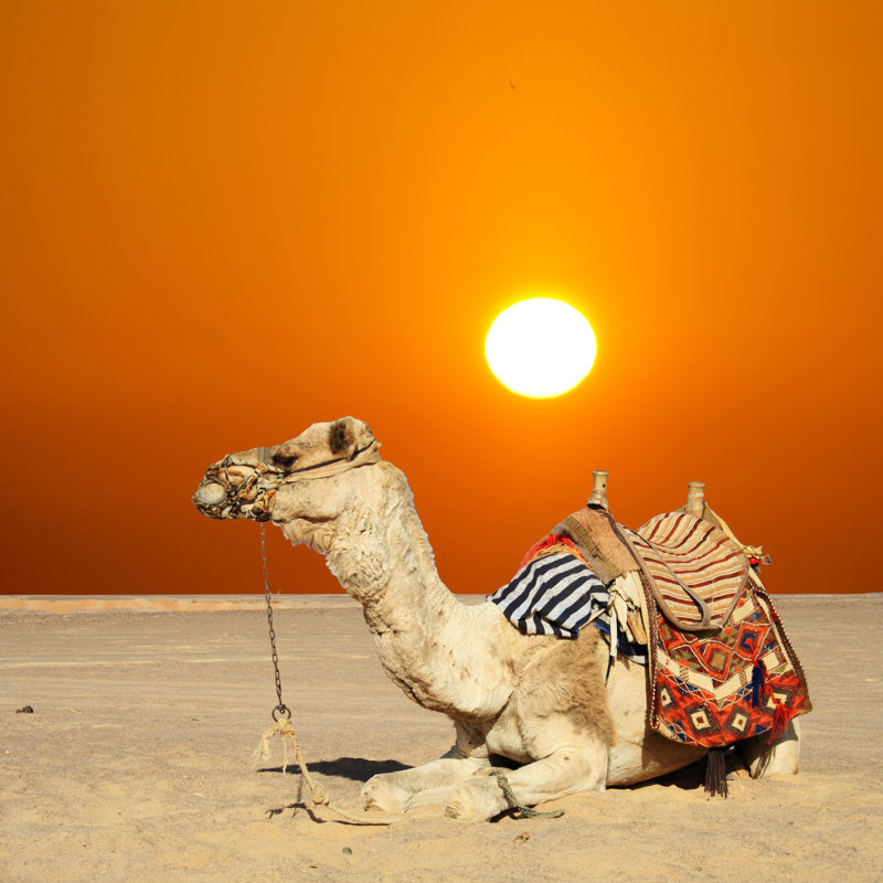 Camel Sits - Wrapped Canvas Print, 121.92cm H x 121.92cm W