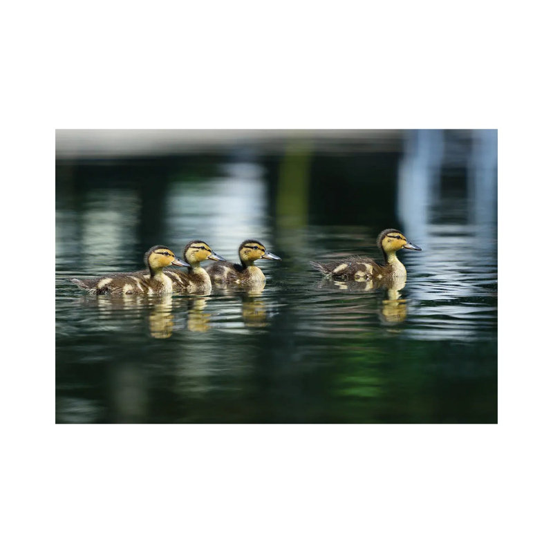 Where’s Mom? by David Gardiner - Wrapped Canvas Print, 45.72cm H x  66.04cm W