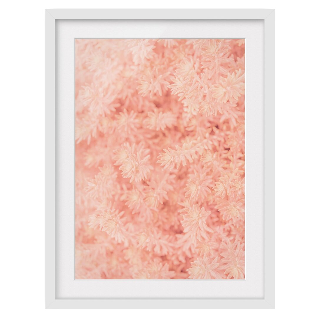 Gerahmter Fotodruck Pink Rosemary