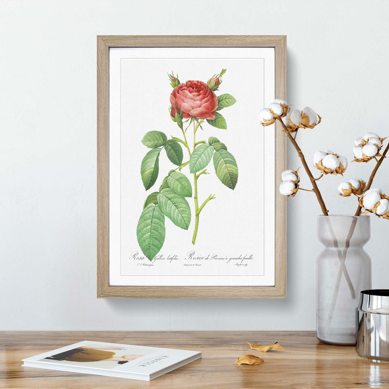 Red Gallic Rose by Pierre-Joseph Redoute - Picture Frame Painting Print, 48cm H x 36cm W x 2cm D, Oak Framed