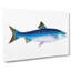 Alpine Charr Fish - Wrapped Canvas-55368606