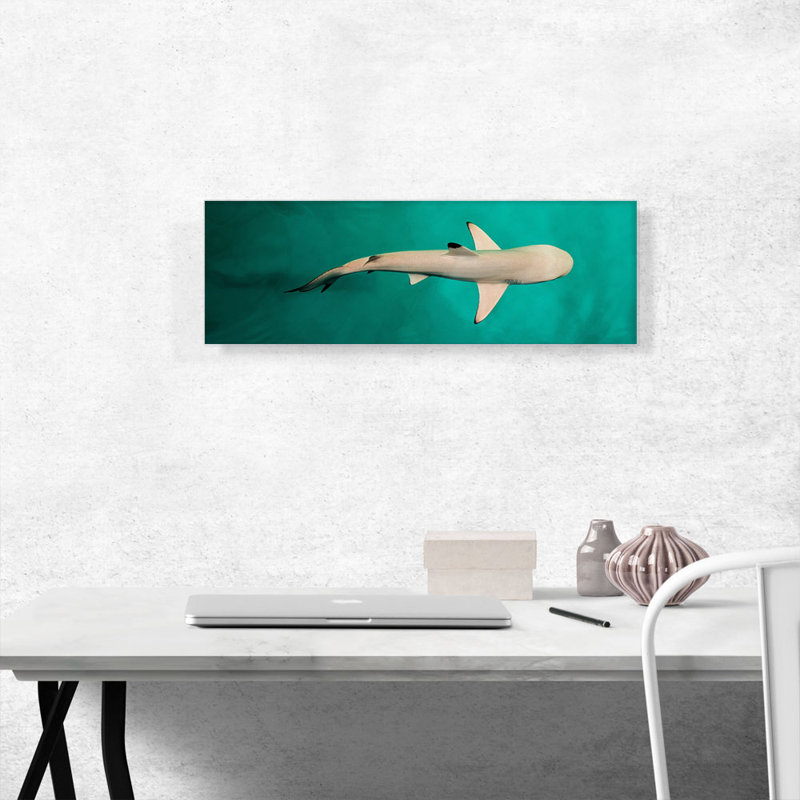 " Whitetip Reef Shark Panoramic ", 12" H x 36" W x 1.5" D