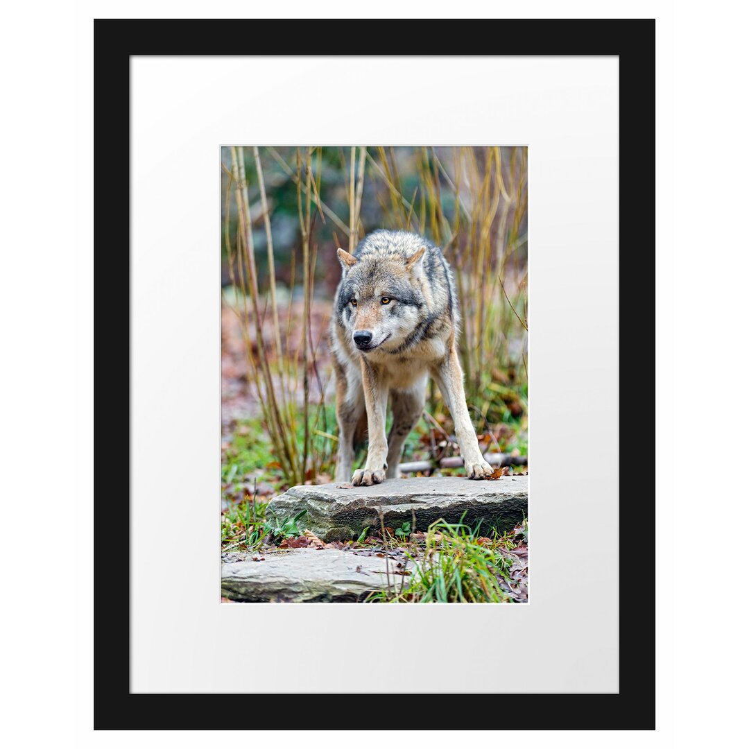 Gerahmtes Poster Lauernder Wolf