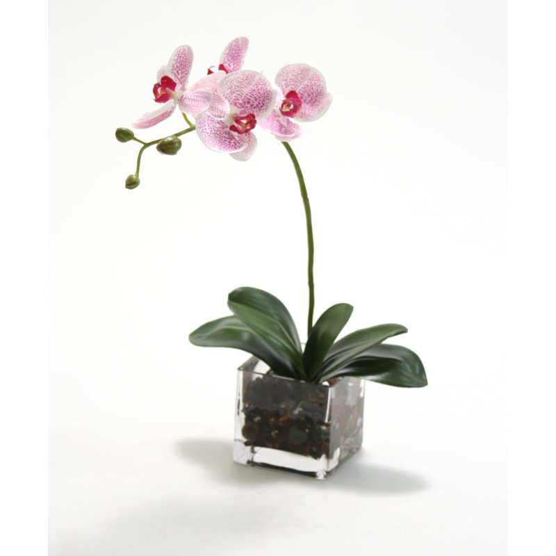 Orchidées Phaleanopsis blanches dans un cube de verre