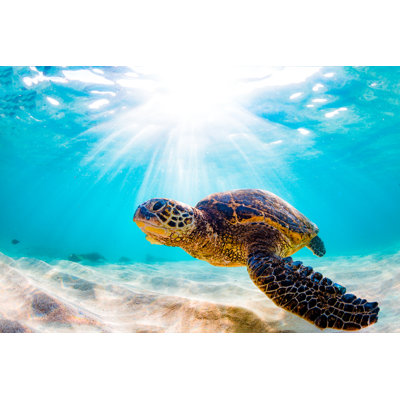" Green Sea Turtle " by Shanemyersphoto
