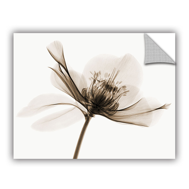 Hellebore ii, impression sur toile, H 8 po x l 10 po x P 2 po, Toile tendue
