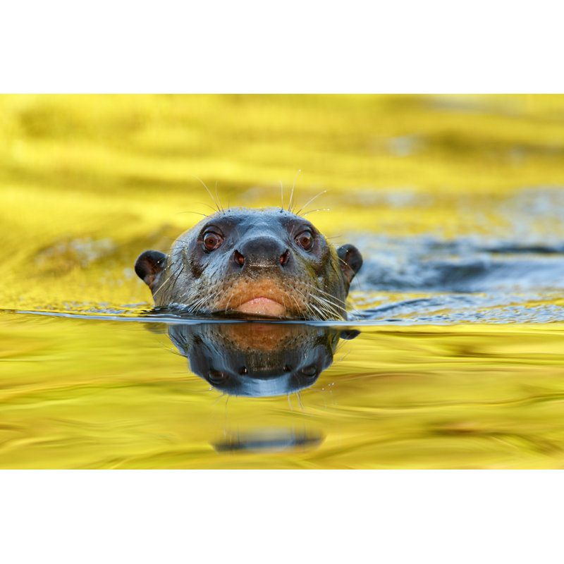Liquid Gold by Thejack - Wrapped Canvas Print, 61cm H x 91cm W