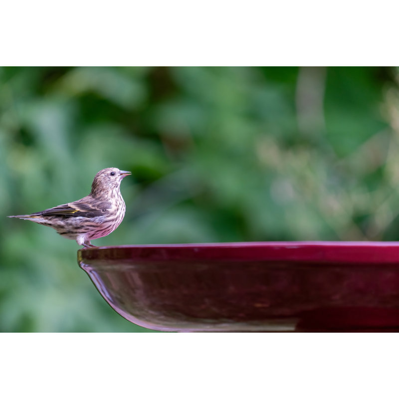 Ohio Stoneware Weather Resistant Ceramic Clay Pedestal Bird Bath for Gardens & Patios, Outdoor Décor  22"H x 17"D, Burgundy