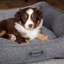 Polyester Pet Bed-51330047-51342085