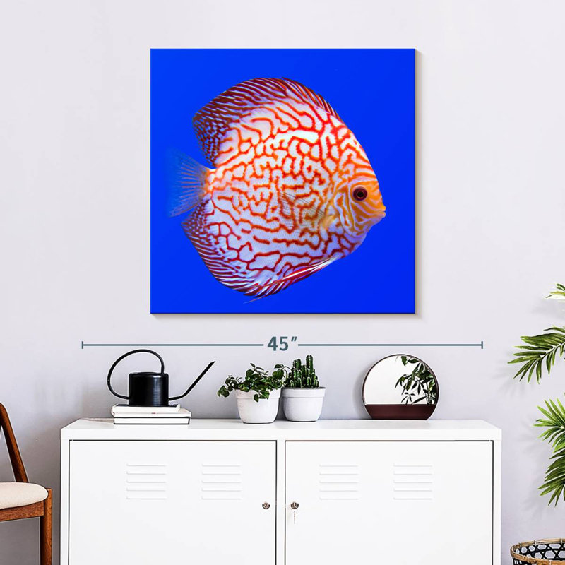 Brampt Exotic Discus Fish, 30'' H x 30'' W