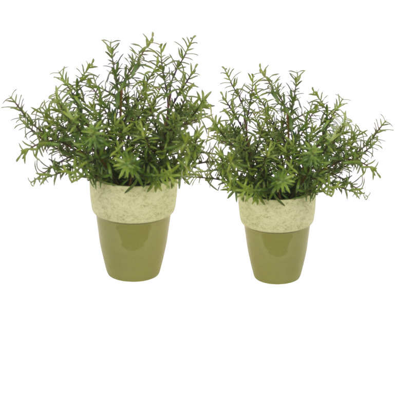 Rosemary in Green Planter