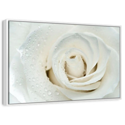 White Rose Close Up