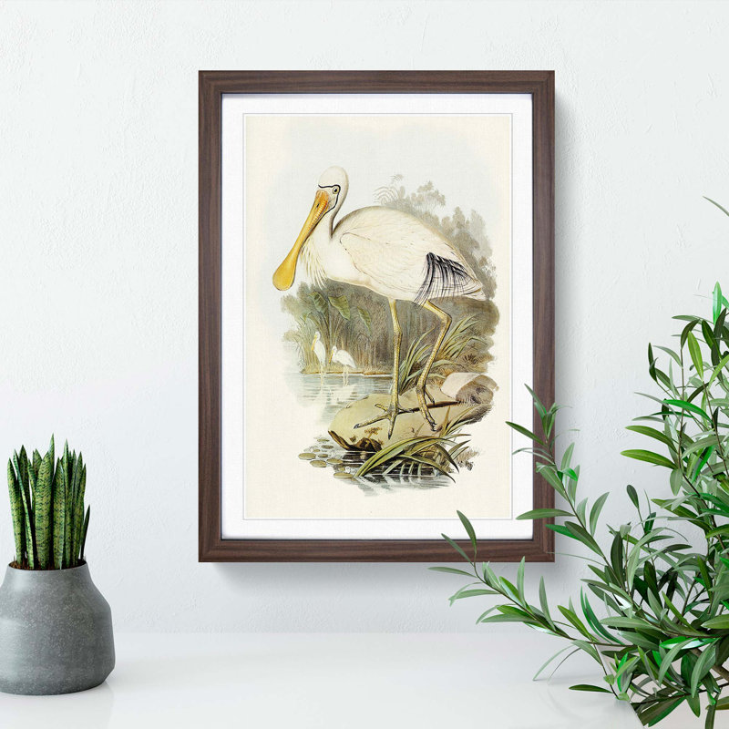 Yellow-Legged Spoonbills by Elizabeth Gould - Picture Frame Art Print, 36cm H x 27cm W x 2cm D, Walnut Framed