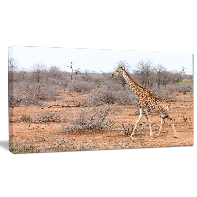 Girafe marchant dans la forêt africaine - reproduction de photo sur toile tendue, H 28 x l 60 po x P 1 po