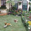Clôtures décoratives de jardin et bordures pour chiens