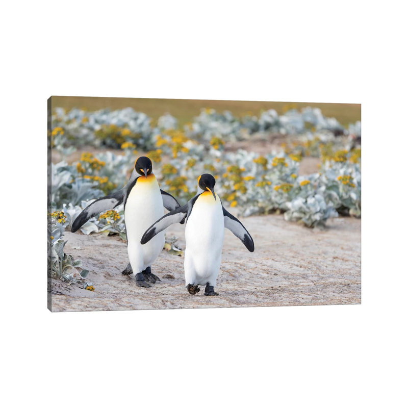 King Penguin, Falkland Islands. by Martin Zwick - Wrapped Canvas Print, 66.04 cm H x 45.72 cm W x 1.91 cm D