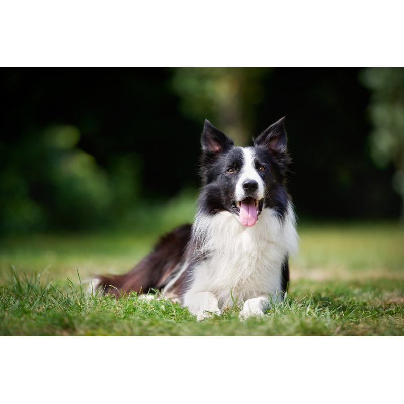 Border Collie Taking A Rest by Bigandt_Photography - Wrapped Canvas Print, 30.48cm H x 45.72cm W