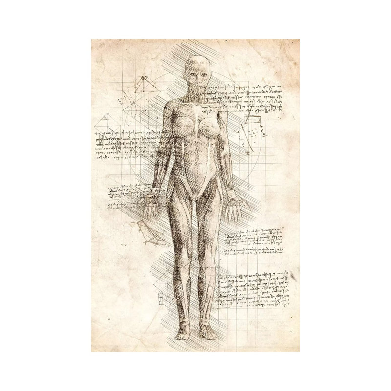 Human Female Muscles Anatomy 1 Piece Wrapped Canvas Wall Art, 66.04 cm H x 45.72 cm W x 1.91 cm D