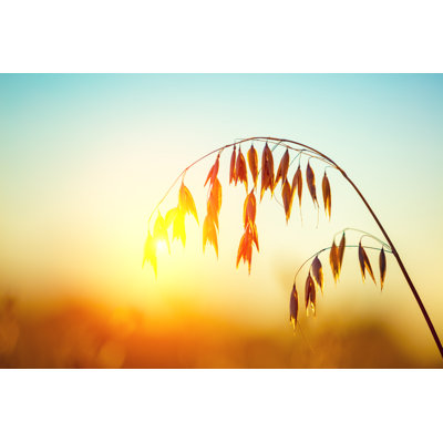 Oat Field At Sunset by Vvvita - Wrapped Canvas Print