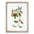 Oak Framed selected