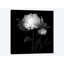 «Peony III, B&W» par Magda Indigo, impression sur toile-73561300-73561301-31920360