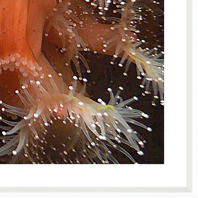 Under The Sea Giclee Print
