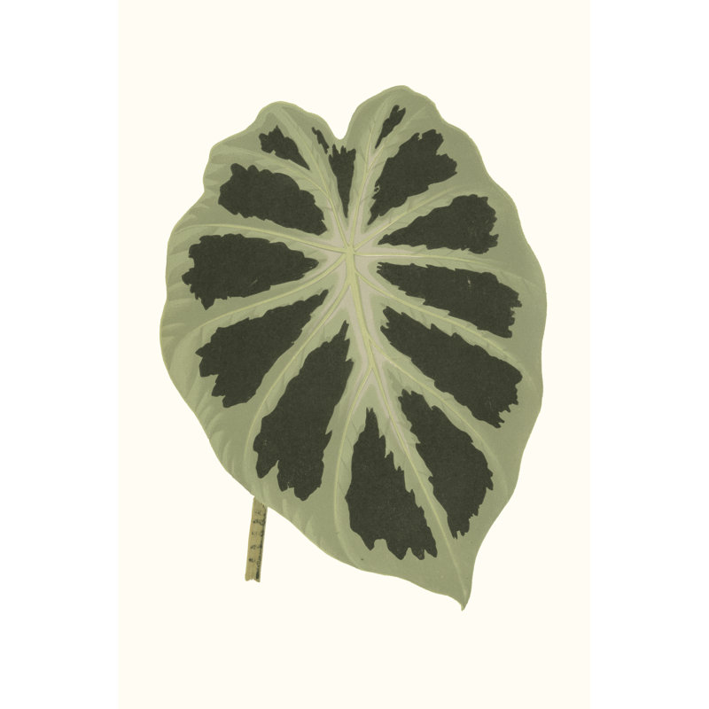 Collected Leaves VII - Wrapped Canvas Painting, 46cm H x 30cm W