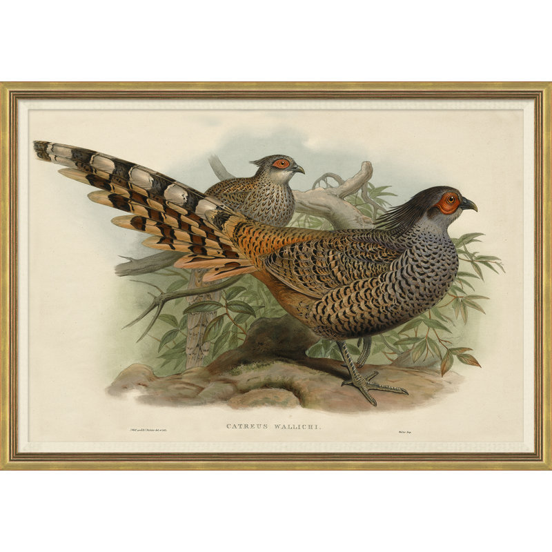 Pheasants From Gould's Birds Of Australia 4 Giclee Print