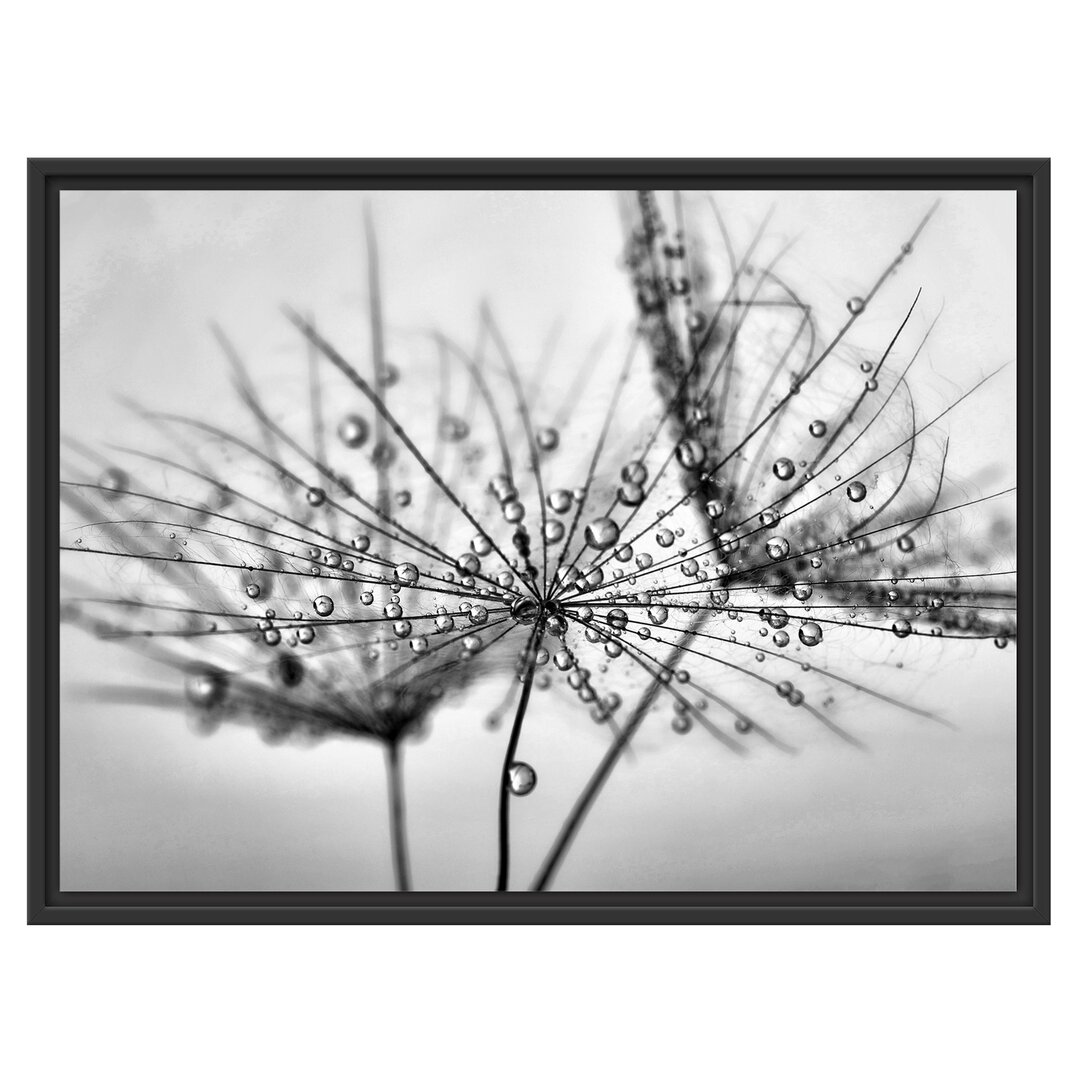 Gerahmtes Wandbild Pusteblume bedeckt mit Tropfen