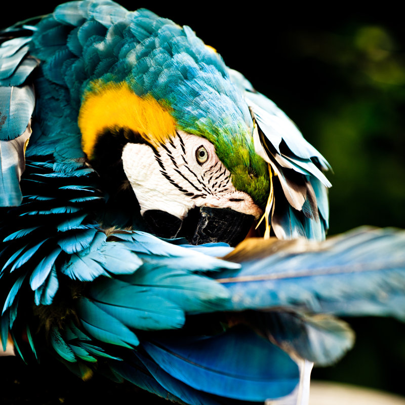 Blue Yellow Macaw - Wrapped Canvas Print, 51cm H x 51cm W x 3.8cm D
