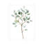 Art sur toile Grace Popp «Seaglass Eucalyptus II»-1485501987