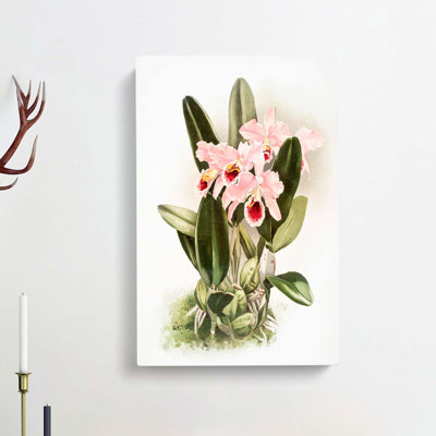 Magnolia Flowers Illustration Tab. 2 by Frederick Sander - Wrapped Canvas