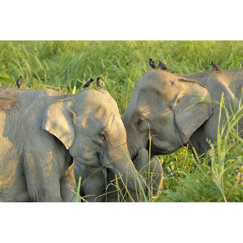 Winsford Asian Elephants 1 Piece Wrapped Canvas Wall Art, 30cm H x 46cm W x 3.8cm D