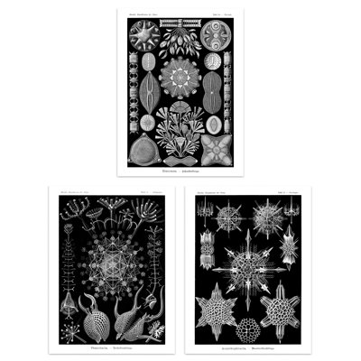 Diatom Microalgae Haeckel Vintage Aquatic Marine Fish - 3 Piece No Frame Print Set