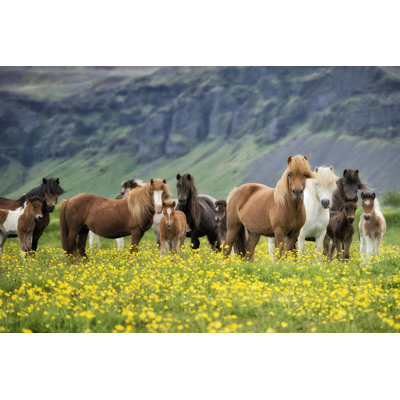 Chevaux Islandais VII