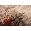 Tapis beige Legacy 2 pi 6 po x 12 pi 8 po