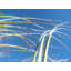 Dune Grasses Print by Petra Trimmel-65805909-65805910